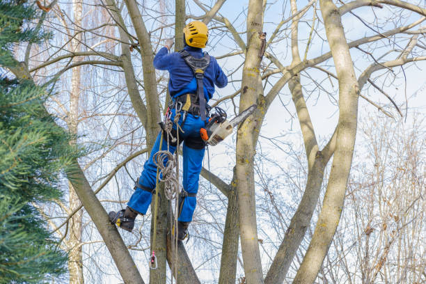 Best Seasonal Cleanup  in USA